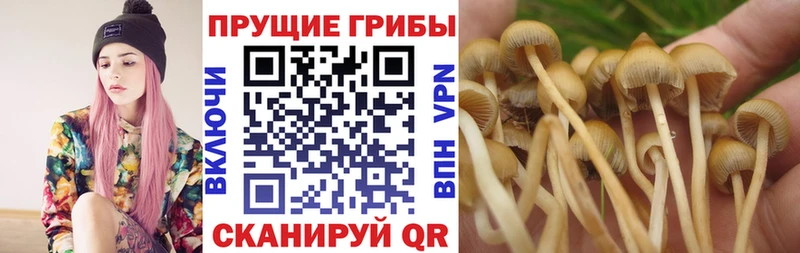 где продают наркотики  Надым  Псилоцибиновые грибы Cubensis 